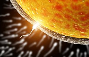 Ovum kiest sperma voor de bevruchting, en niet vice versa: wetenschappers