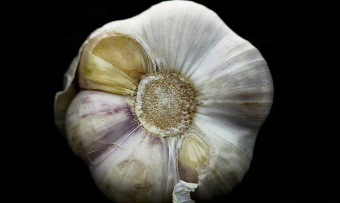 Garlic - garlik
