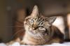 15 feiten over katten die ze nog vrijen