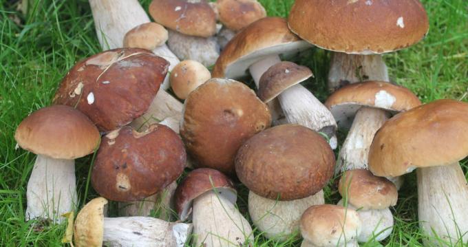 Mushrooms - boleet
