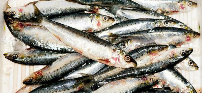 Sardines - sardine