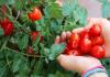 6 verrassende gezondheidsvoordelen van tomaten