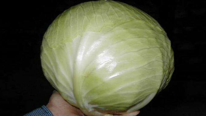 Cabbage - kool