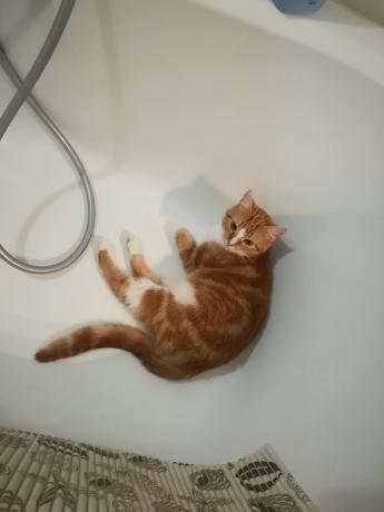 Verklaringen van de "experts" over de gevaren van veelvuldig wassen mijn kat zou waarschijnlijk mee eens :))