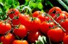Hoe tomaten op de juiste manier in het dieet van kinderen te introduceren