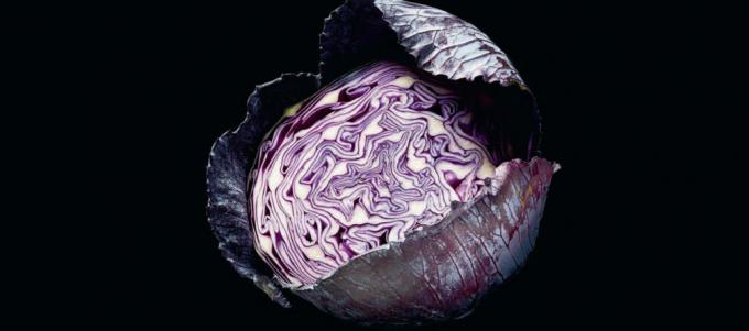 Cabbage - kool