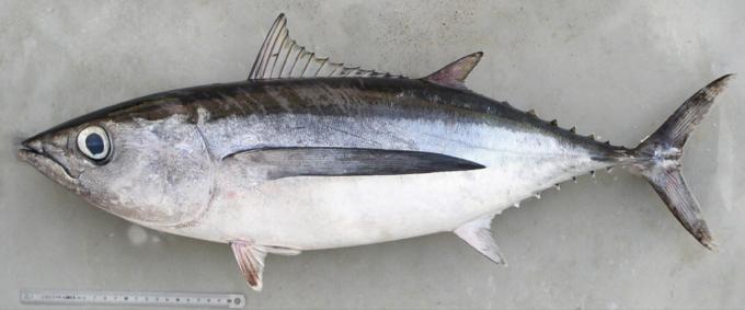 witte tonijn