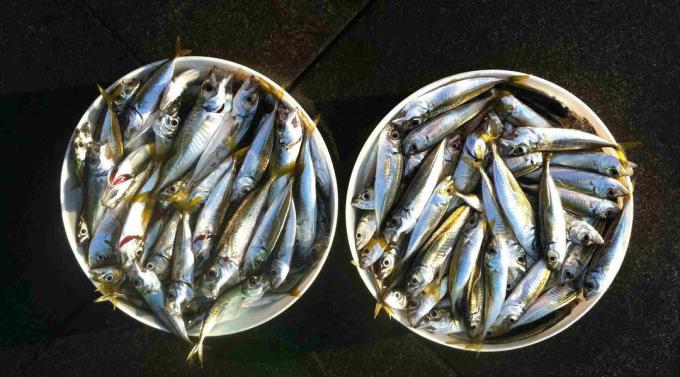Sardines - sardines