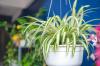 7 kamerplanten voor perfect schone lucht in huis