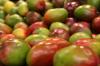 Hoe je thuis een mango kweekt: stap voor stap instructies
