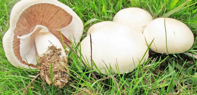 Mushrooms - champignon