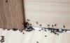 Hoe snel en permanent te ontdoen van mieren in het huis