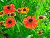 8 vaste planten die uw site zal sieren de hele zomer