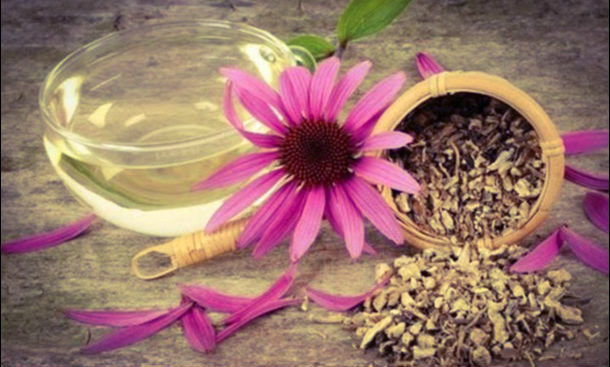 Tea Echinacea - echinacea thee