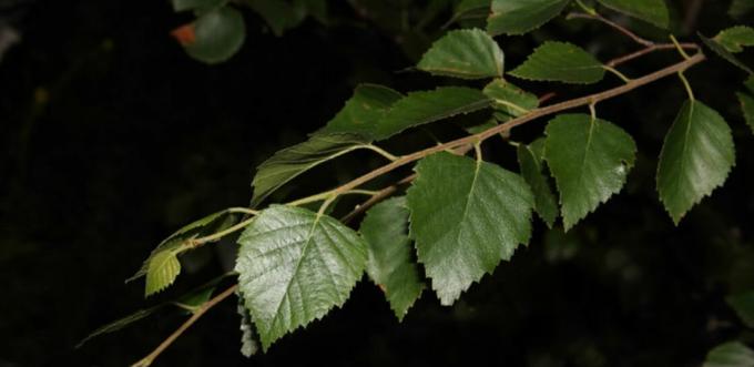 Birch bladeren - berkenblad