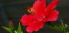 4 gunstige eigenschappen van rode thee met hibiscus
