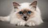 Kototerapiya: helende eigenschappen van katten