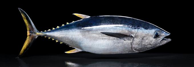 Pacific tonijn - pacific tonijn